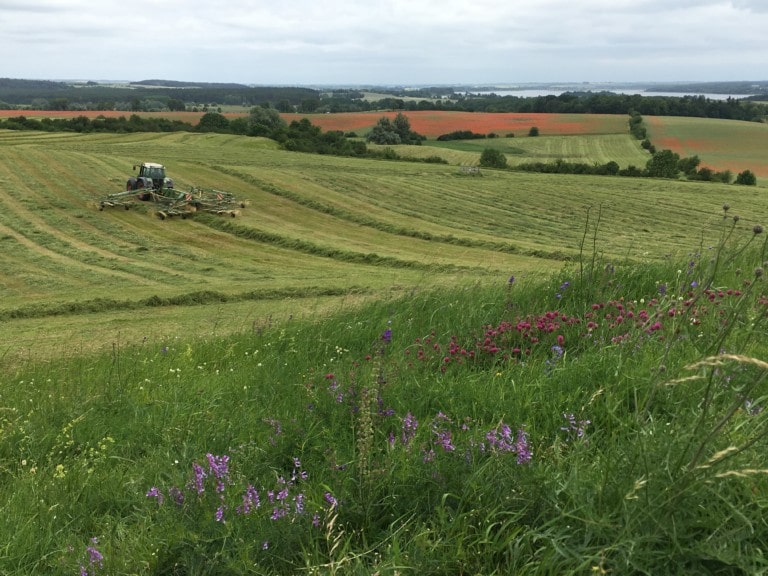 Picture: The photo shows grassland in the Schorfheide-Chorin biosphere reserve. In the foreground is a flowering meadow, behind it mown meadows with a combine harvester at work. In the background are forests, fields with red-flowering poppies and a lake.