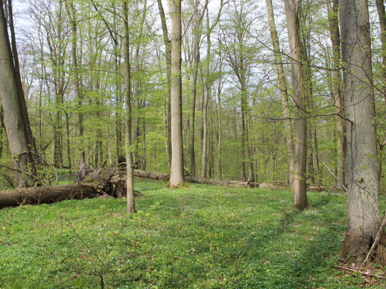 Abbildung: Das Foto zeigt im Frühling einen Linden-Buchenwald mit sprießenden Bäumen.