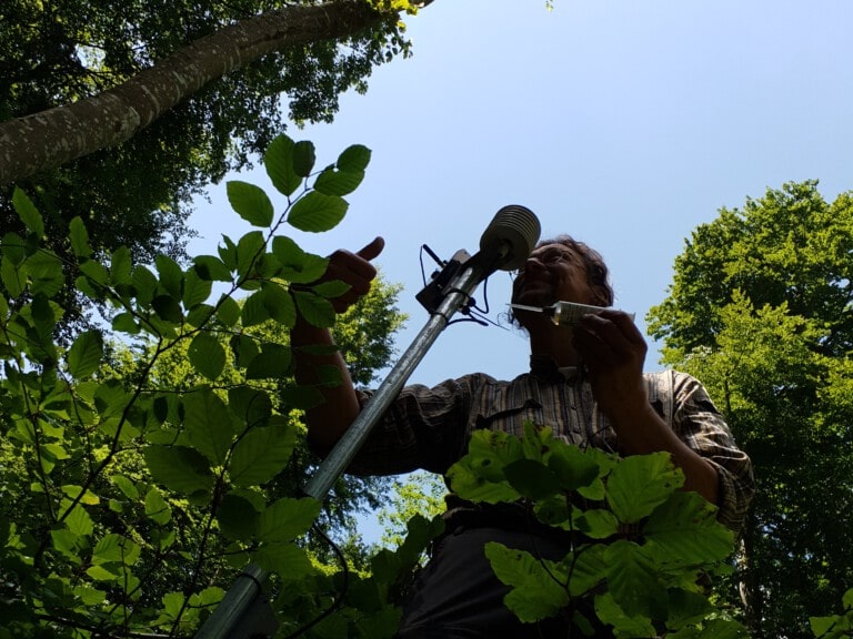 Abbildung: Das Foto zeigt von unten nach oben fotografiert in einem sommerlichen Wald unter blauem Himmel einen Messtechniker bei Wartungsarbeiten am Treetalker-Sensor einer Klimamess-Station.