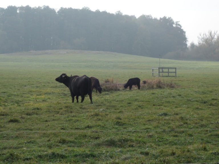 Abbildung: Das Foto zeigt drei weidende Rinder auf einer nebligen Wiese. Im Hintergrund sind eine Klimamess-Station  und eine Baumgruppe zu sehen.