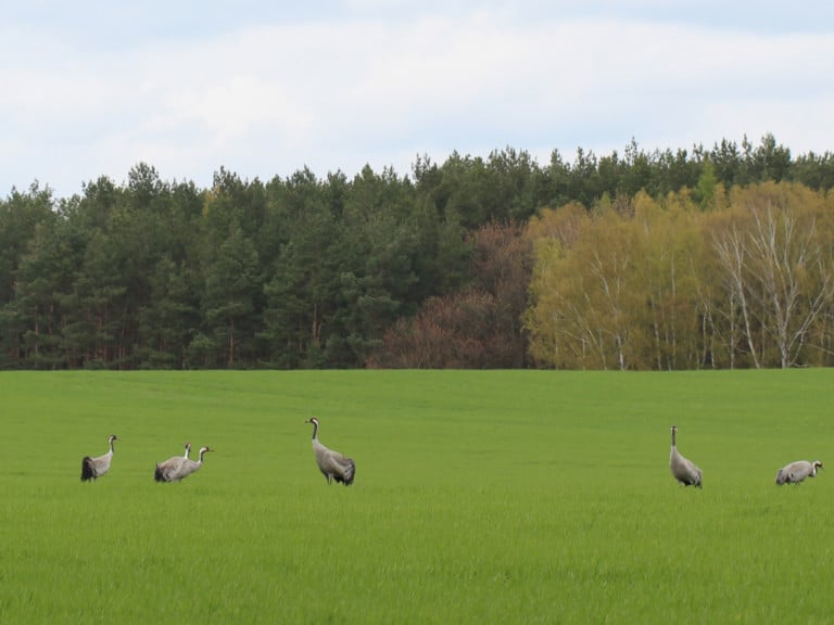 Abildung: Das Foto zeigt sechs Kraniche auf einer grünen Wiese im Biosphärenreservat Schorfheide-Chorin. Im Hintergrund ist ein Wald zu sehen.