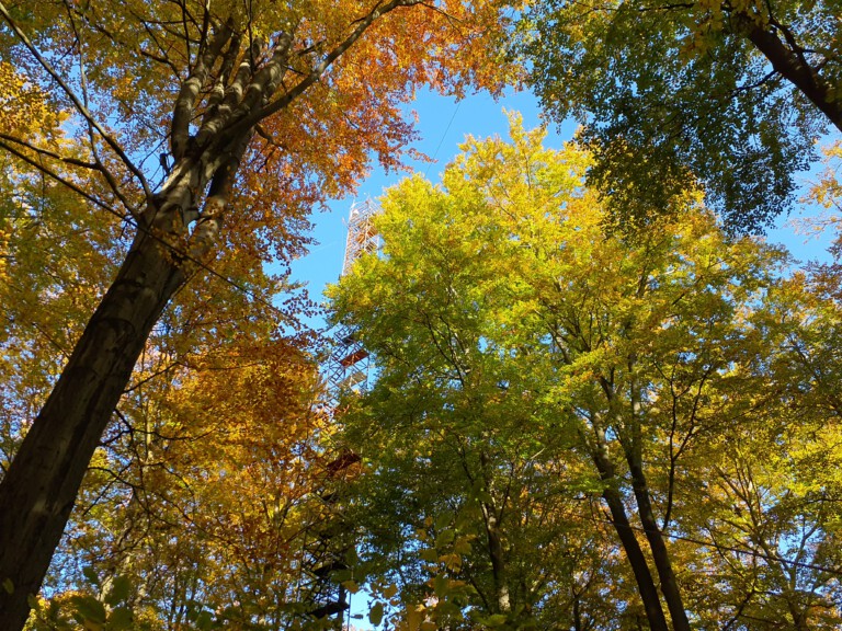 Abbildung: Das Foto zeigt schräg nach oben fotografiert einen herbstlichen Laubwald unter blauem Himmel. Weiter hinten im Bild ist zwischen den Bäumen ein Klima-Mess-Turm zu erkennen.