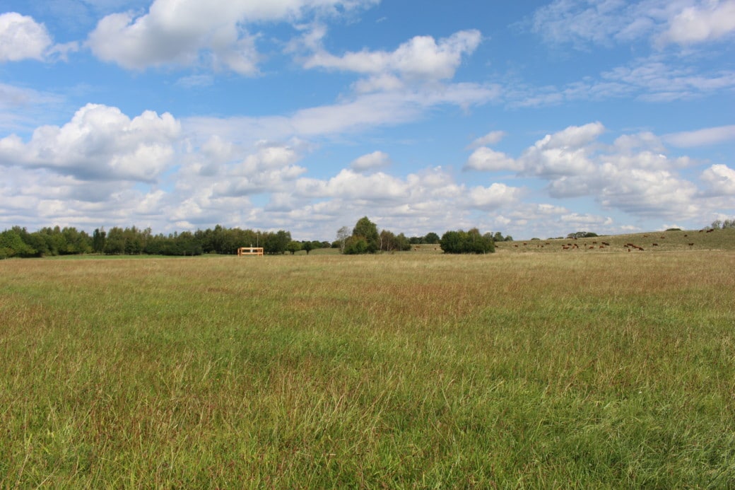 Abbildung: Das Foto zeigt eine Wiese unter blauem Himmel mit Wolken. Im Hintergrund sind eine Klimamess-Station , Baumgruppen und grasende Rinder zu sehen.