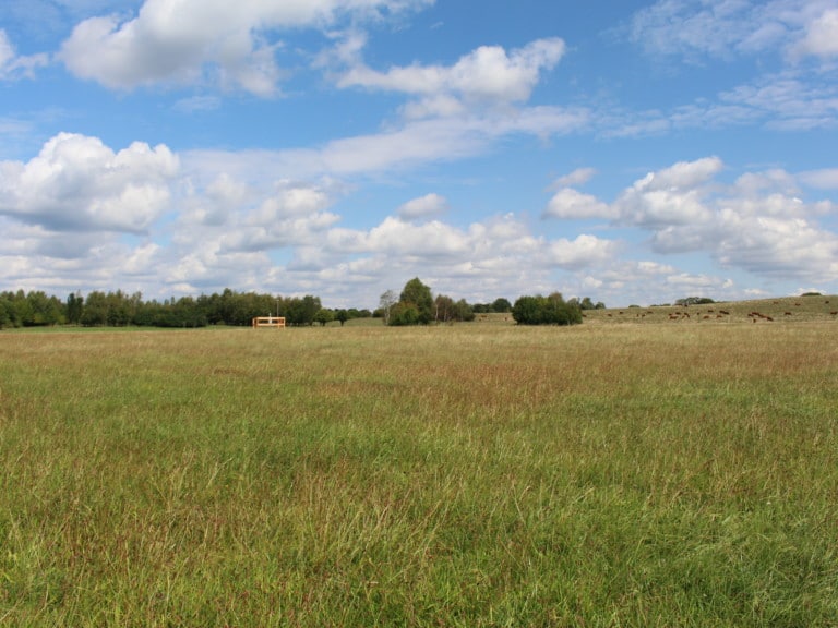 Abbildung: Das Foto zeigt eine Wiese unter blauem Himmel mit Wolken. Im Hintergrund sind eine Klimamess-Station , Baumgruppen und grasende Rinder zu sehen.