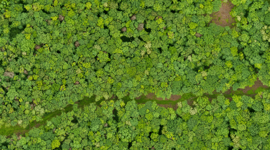 Picture: The aerial view of a drone shows the canopy of the deciduous forest of an experimental plot in the Hainich. A path or stream meanders through the lower half of the photo. At the top right of the image, one can see a circular gap that was artificially created in the course of the FOX forest experiment.