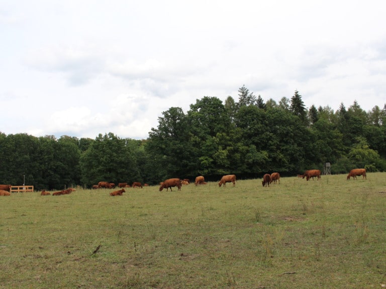 Abbildung: Das Foto zeigt unter bewölktem Himmel eine Wiese mit weidenden Rindern vor einer Baumgruppe.