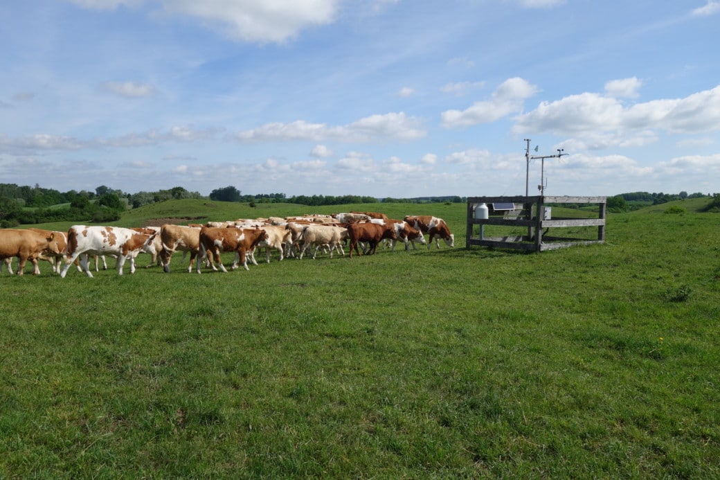 Picture: The photo shows a herd of grazing cattle and a climate measuring station on a meadow under a blue sky with clouds.