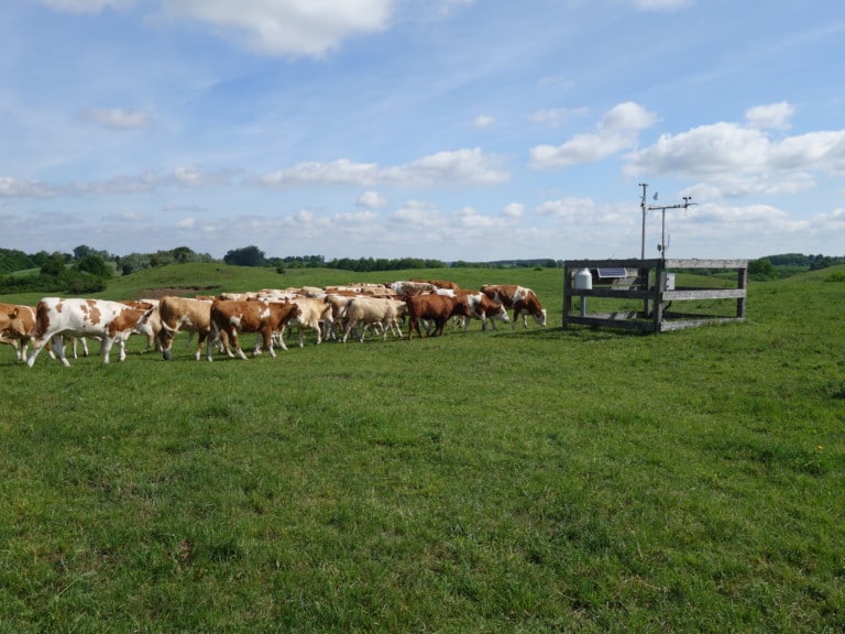 Abbildung: Das Foto zeigt auf einer Wiese unter blauem Himmel mit Wolken eine Herde weidender Rinder und eine Klimamess-Station.