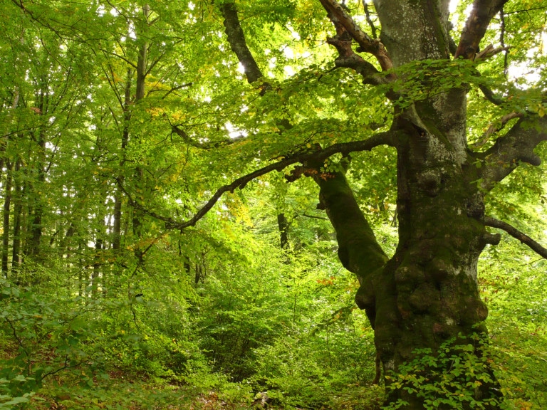 Abbildung: Das Foto zeigt eine große alte Buche in einem sommerlichen Wald des Naturschutzgebiets auf der Schwäbschen Alb.