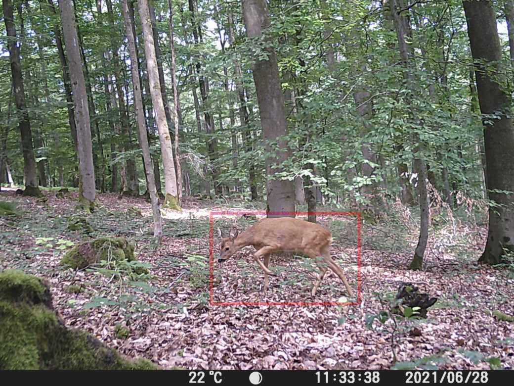 Abbildung: Das Foto zeigt die Aufnahme einer Wildtierkamera. In einem sommerlichen Wald kreuzt ein Reh den Bereich vor dem Objektiv. Um das Reh herum markiert ein roter Rahmen die Position des Tiers im Bild.