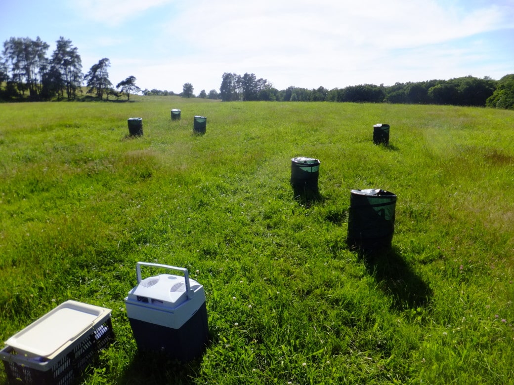 Picture: The photo shows a backlit meadow with six barrel-shaped containers several meters apart. The containers are covered with dark green gauze material and are used to shade and wind block the plants during scent collection. In the foreground of the photo is a cooler and a hinged box containing laboratory utensils.