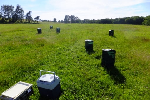 Picture: The photo shows a backlit meadow with six barrel-shaped containers several meters apart. The containers are covered with dark green gauze material and are used to shade and wind block the plants during scent collection. In the foreground of the photo is a cooler and a hinged box containing laboratory utensils.