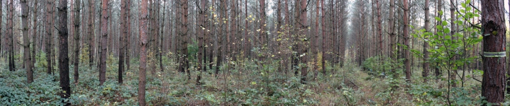 Picture: Panoramic photo shows managed old-growth pine forest at polewood stage.