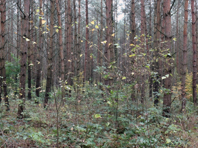 Picture: Panoramic photo shows managed old-growth pine forest at polewood stage.