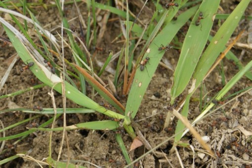Abbildung: Das Foto zeigt einen Freilandboden, aus dem Gras mit breiten Halmen wächst. Auf den Halmen und auf dem Boden krabbeln zahlreiche Ameisen.