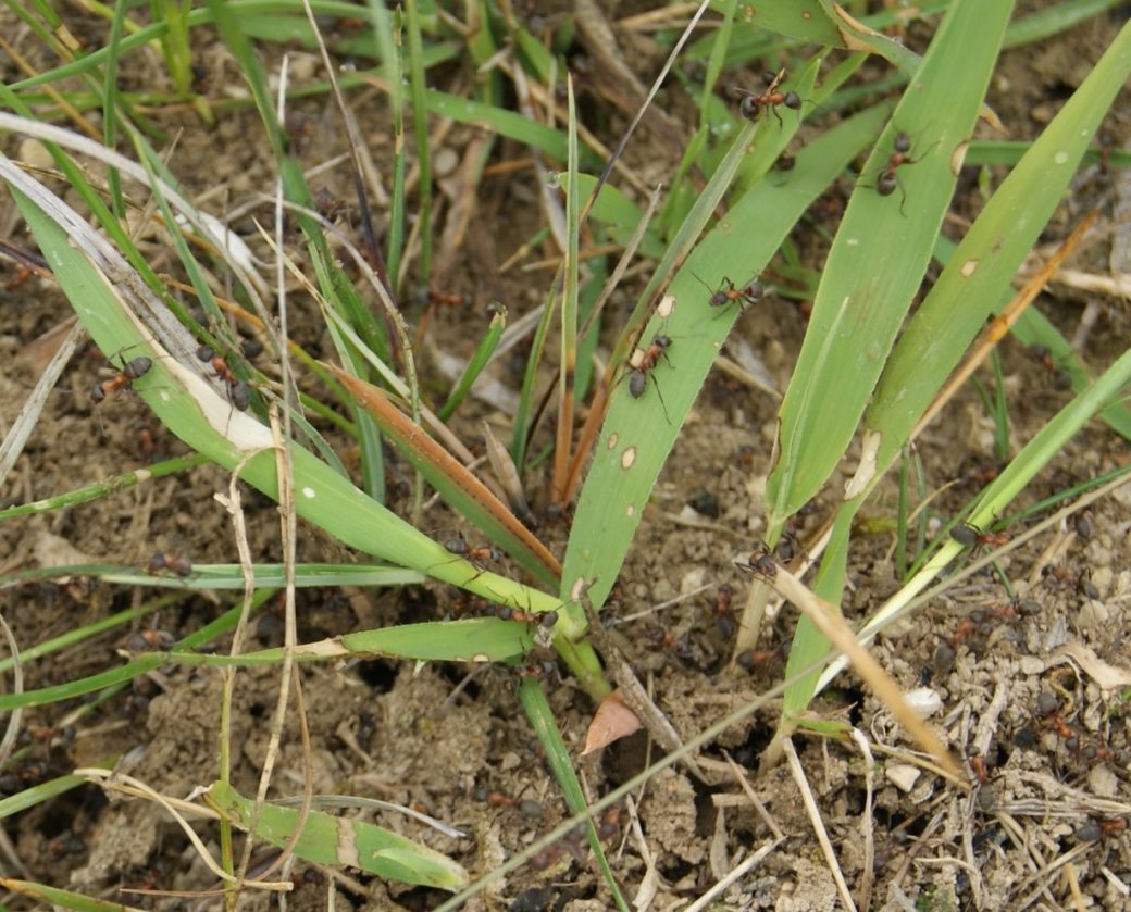 Abbildung: Das Foto zeigt einen Freilandboden, aus dem Gras mit breiten Halmen wächst. Auf den Halmen und auf dem Boden krabbeln zahlreiche Ameisen.