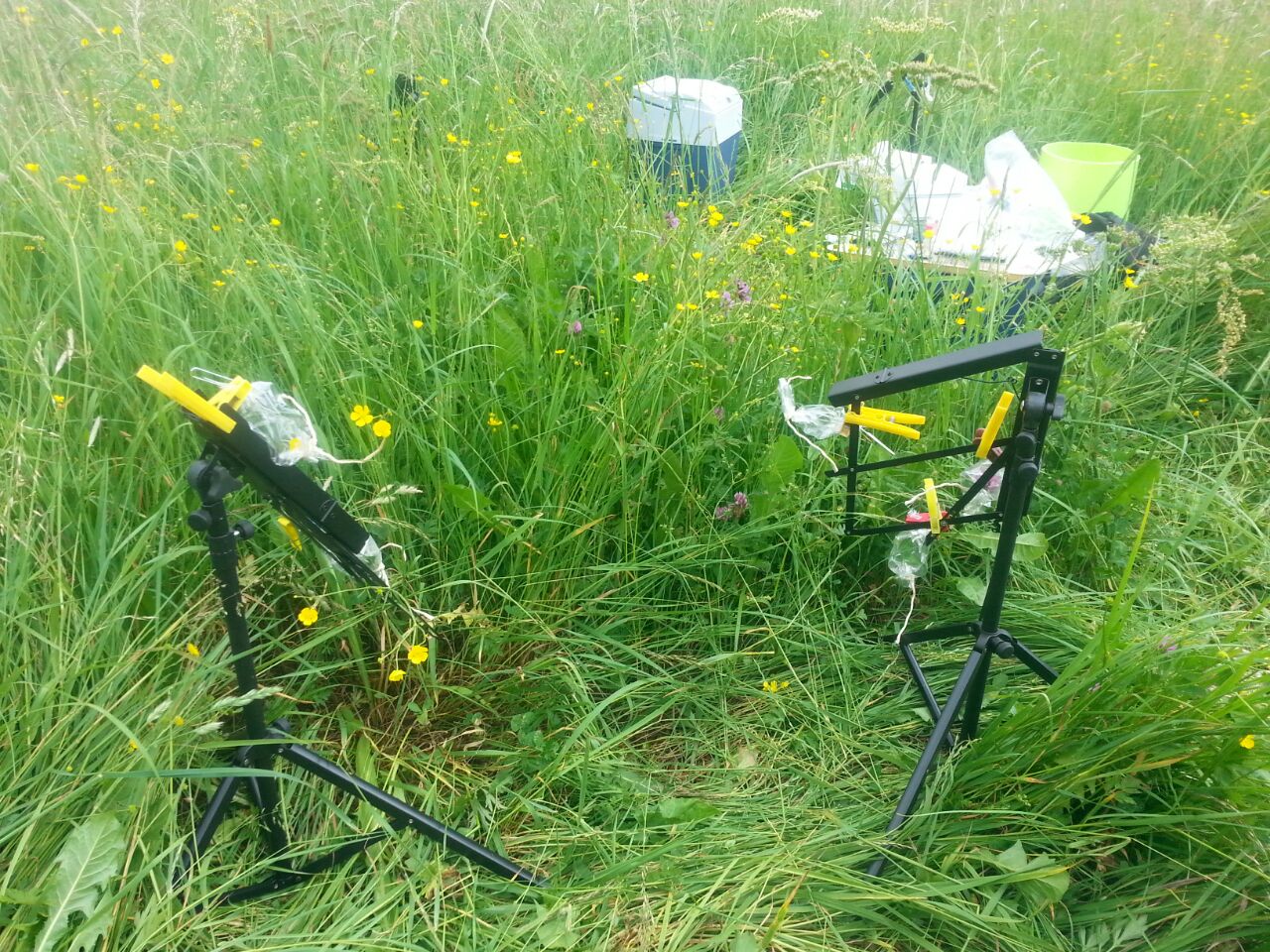 Picture: The photo shows two black music stands set up in an uncut meadow, which have been misappropriated for collecting the scents of flowers and leaves. The trays for the music sheets hang downwards. Roasting hoses made of transparent plastic foil are attached to the braces of the tray with yellow clothespins. Inside the hoses are short pieces of silicone tubing, to the surfaces of which the plant scent molecules adhere