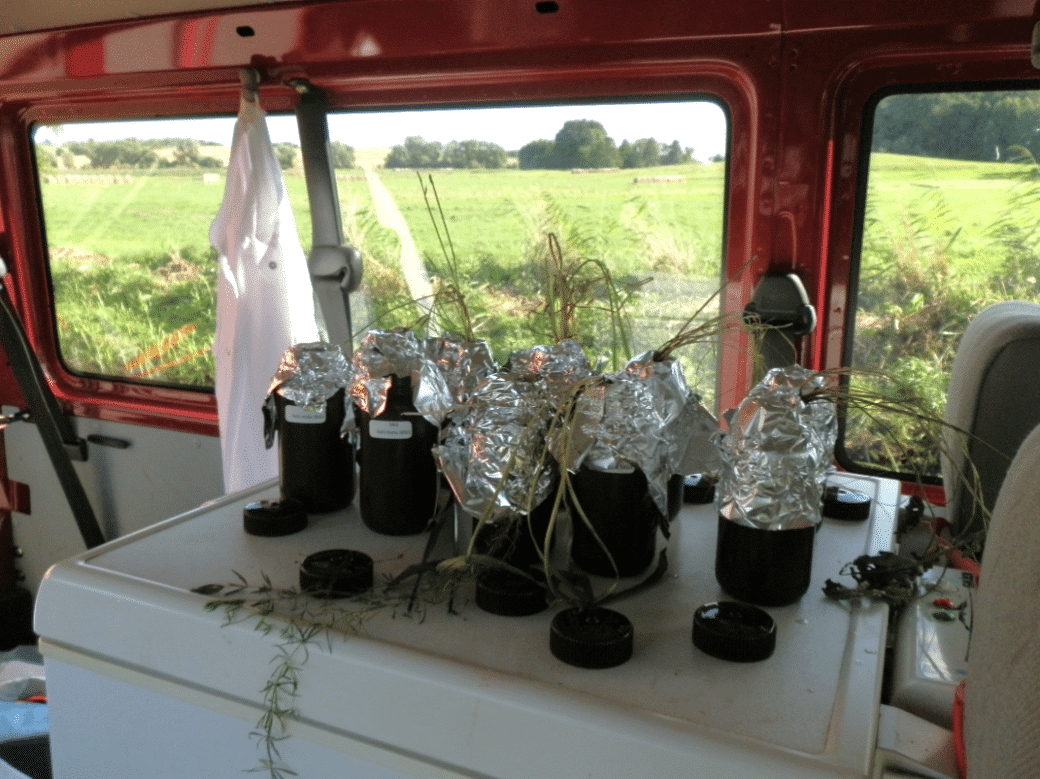 Abbildung: Das Foto zeigt innerhalb eines Transporters oder Busses die Oberfläche eines Kühlschranks, auf der einige schwarze, mit Etiketten beklebte Kunststoff-Flaschen stehen. Die oberen Hälften der Flaschen sind mit Aluminium-Folie umwickelt, aus der oben Graspflanzen heraus schauen. Die Pflanzen befinden sich im Prozess der zweistündigen Exsudations-Phase. Rund um die Flaschen liegen schwarze Deckel. Hinter dem Kühlschrank befindet sich eine Reihe von Fenstern, umrahmt von der rotglänzenden Karosserie. Außerhalb des Fahrzeugs ist eine sonnenbeschienene Wiese mit Baumgruppen am Horizont zu sehen.