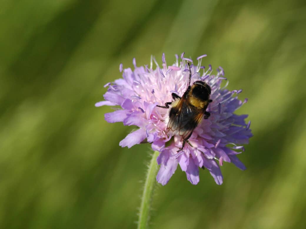 Abbildung: Das Foto zeigt eine Hummel auf einer rosafarbenen Blüte.