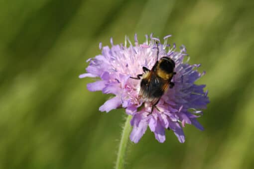 Abbildung: Das Foto zeigt eine Hummel auf einer rosafarbenen Blüte.