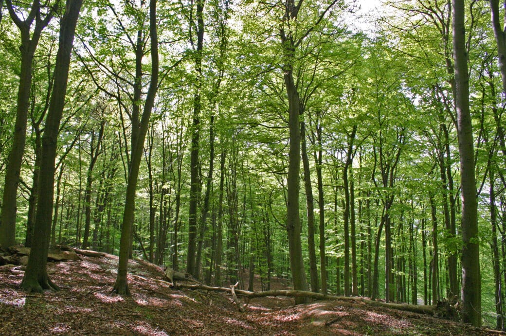 Figure: The photo shows a sunlit beech forest with light green spring foliage.