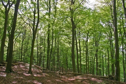Figure: The photo shows a sunlit beech forest with light green spring foliage.