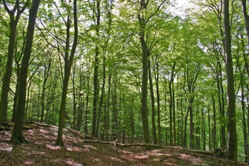 Abbildung: Das Foto zeigt einen sonnenbeschienenen Buchenwald mit hellgrünem Frühlingslaub.