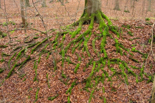 Abbildung: Das Foto zeigt das freiliegende moosbewachsene Wurzelgeflecht einer Buche. Der Waldboden ist mit welkem Laub bedeckt.