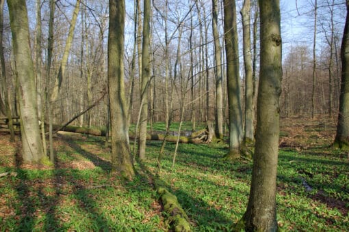 Figure: The photo shows a sunlit forest without foliage. A deadwood log and a pond are visible in the background. The forest floor is extensively covered with low-growing plants.