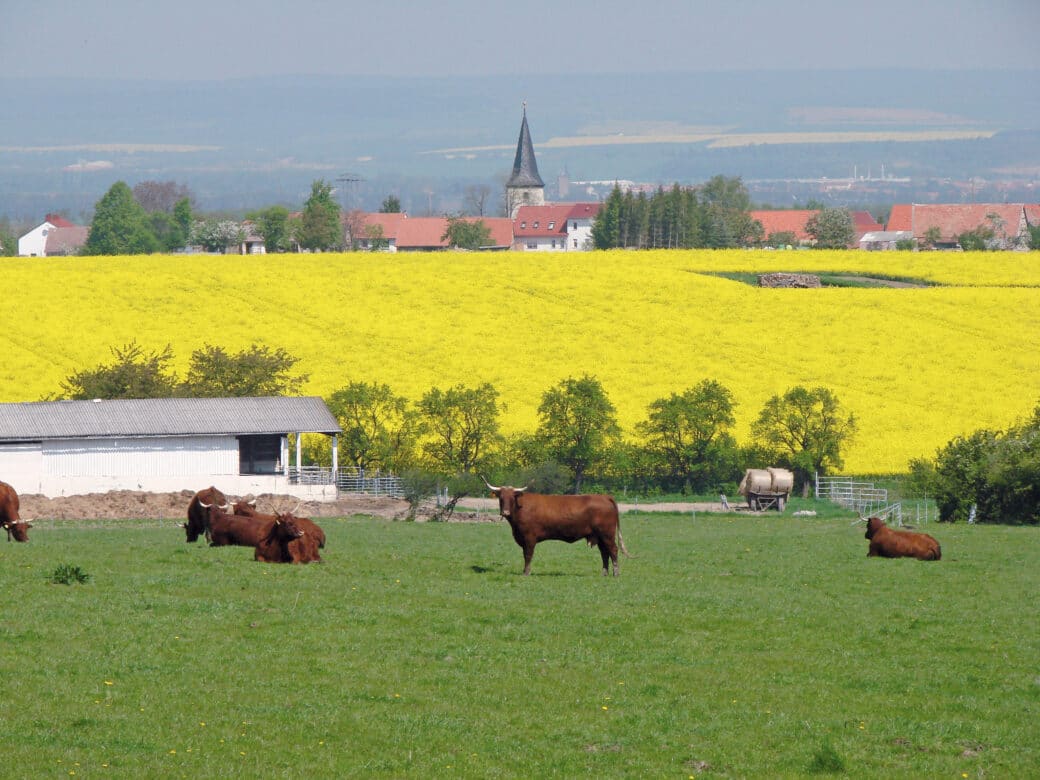 Abbildung: Das Foto zeigt im Vordergrund eine grüne Wiese mit einer Herde brauner Rinder. Hinter der Wiese befindet sich ein gelbes Rapsfeld. Hinter dem Rapsfeld sind Bäume und ein Dorf sichtbar.