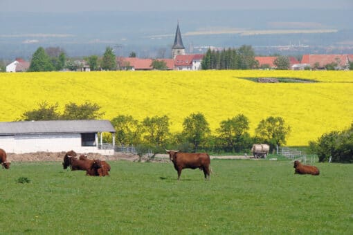 Abbildung: Das Foto zeigt im Vordergrund eine grüne Wiese mit einer Herde brauner Rinder. Hinter der Wiese befindet sich ein gelbes Rapsfeld. Hinter dem Rapsfeld sind Bäume und ein Dorf sichtbar.