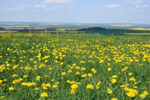 Abbildung: Das Foto zeigt unter blauem Himmel eine grüne Wiese, die übersäht ist mit gelb blühendem Löwenzahn. Weiter hinten auf der Wiese befinden sich Pfosten und Drähte, mit denen ein Experimentierfeld markiert ist. Am Horizont ist eine Landschaft aus Wiesen, Wäldern und Feldern zu sehen.