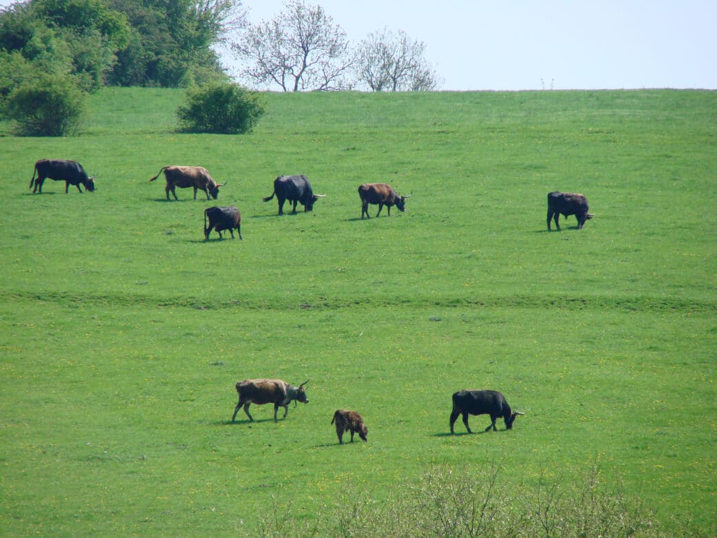 Abbildung: Das Foto zeigt eine grüne Wiese, auf der eine Herde Naturrinder weidet.