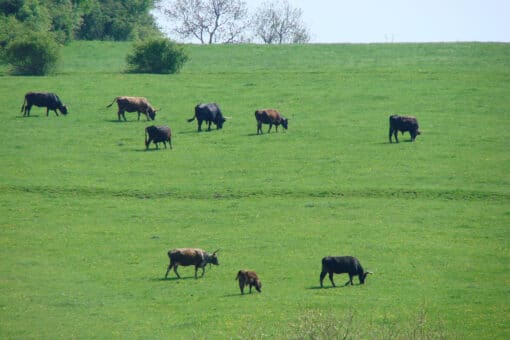 Figure: The photo shows a green meadow where a herd of natural cattle is grazing.