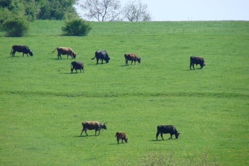 Abbildung: Das Foto zeigt eine grüne Wiese, auf der eine Herde Naturrinder weidet.