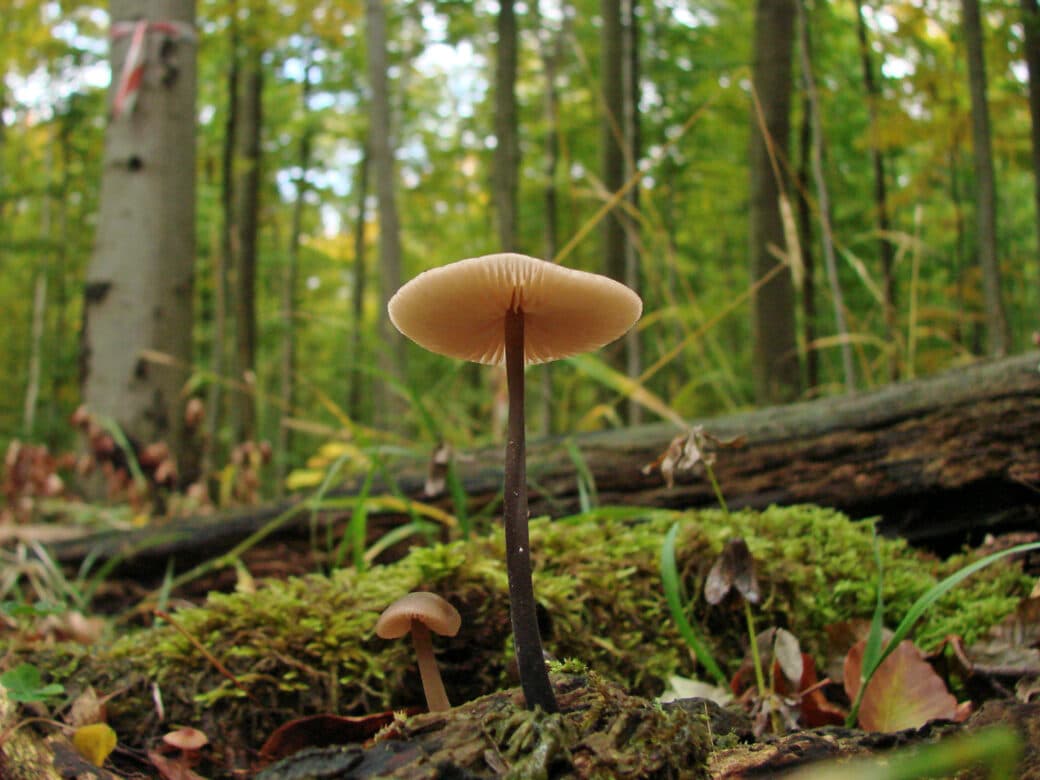 Abbildung: Das Foto zeigt in einem sommerlichen Wald die Nahaufnahme eines Pilzes, der auf einem Stück Totholz wächst.