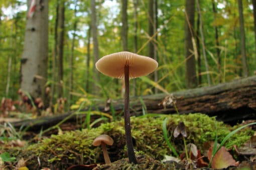 Abbildung: Das Foto zeigt in einem sommerlichen Wald die Nahaufnahme eines Pilzes, der auf einem Stück Totholz wächst.