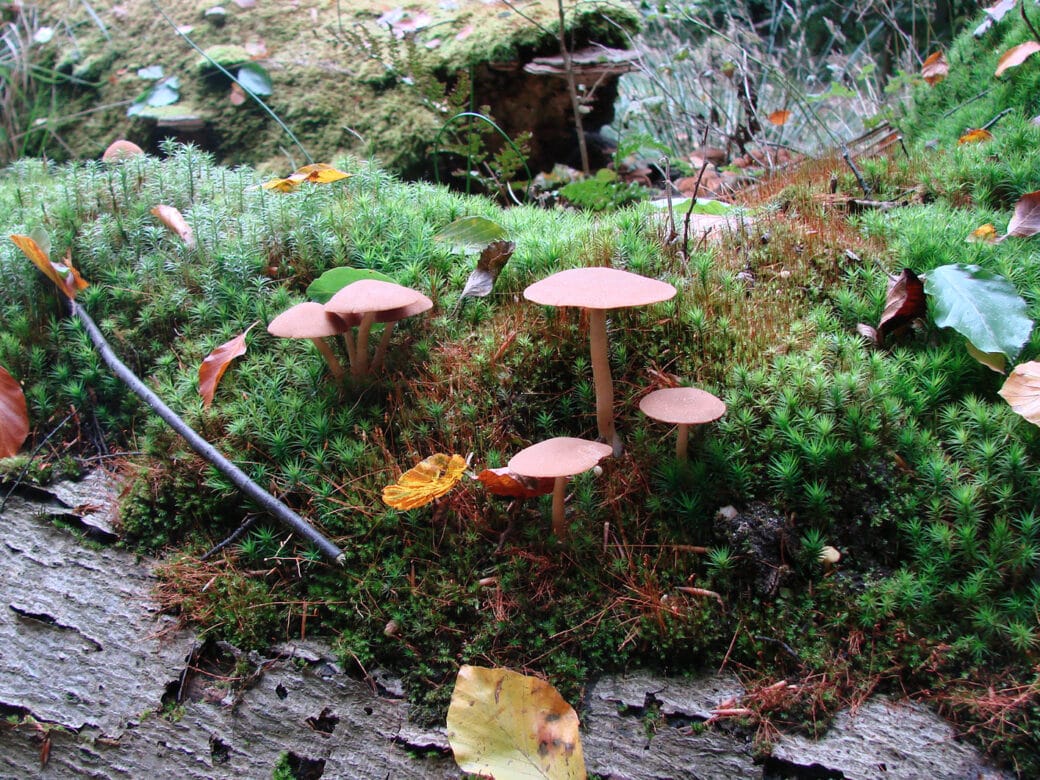 Abbildung: Das Foto zeigt Pilze und Moose, die auf einem Totholz-Baumstamm wachsen.
