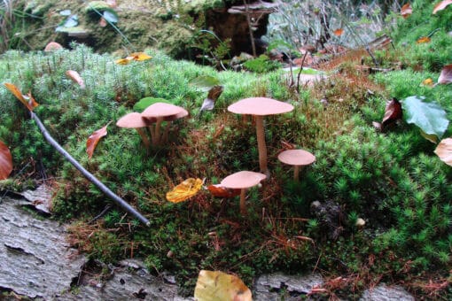 Figure: The photo shows fungi and mosses growing on a deadwood tree trunk.