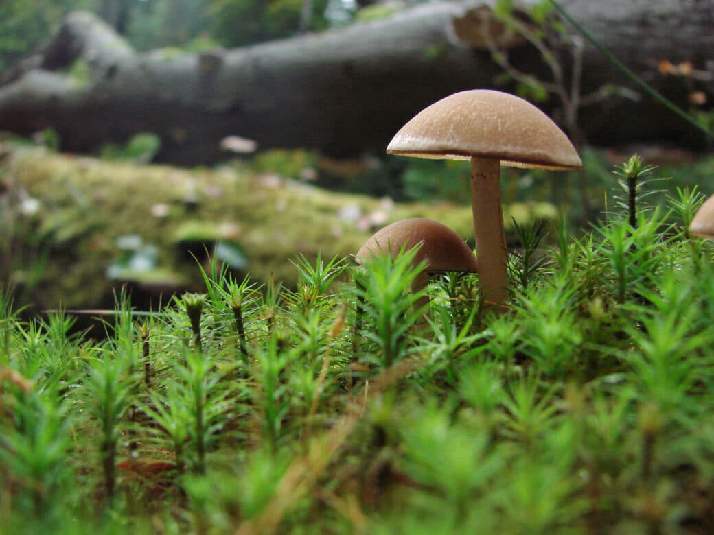 Figure: The photo shows a close-up of moss and two mushrooms in a forest, with logs of dead wood in the background