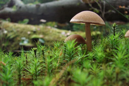 Abbildung: Das Foto zeigt in einem Wald eine Nahaufnahme von Moos und zwei Pilzen. Im Hintergrund sind Stämme von Totholz zu sehen.