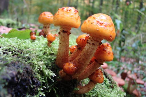 Abbildung: Das Foto zeigt orangefarbene Pilze, die auf einem moosbewachsenen Totholz-Baumstamm wachsen.