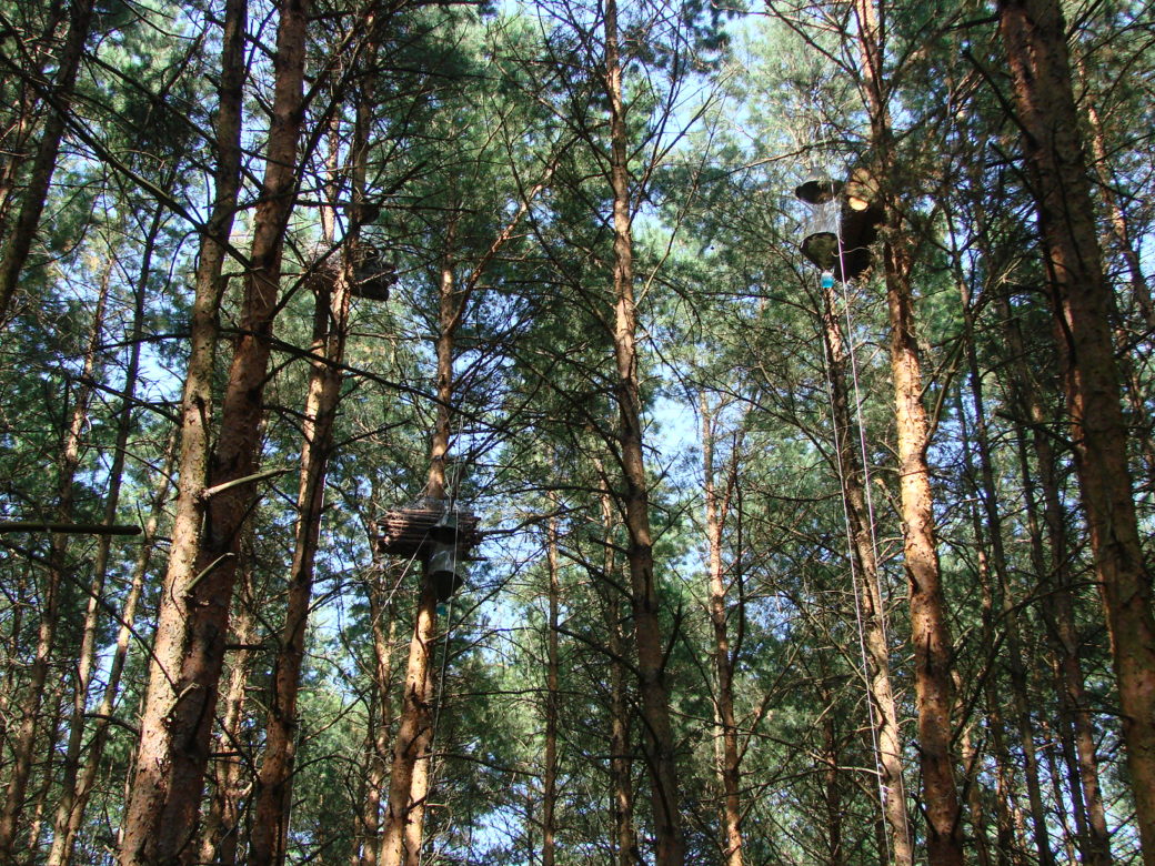 Abbildung: Das Foto mit Blick nach oben zeigt einen Kiefernwald. An einigen Bäumen sind Kreuzfensterfallen aufgehängt.