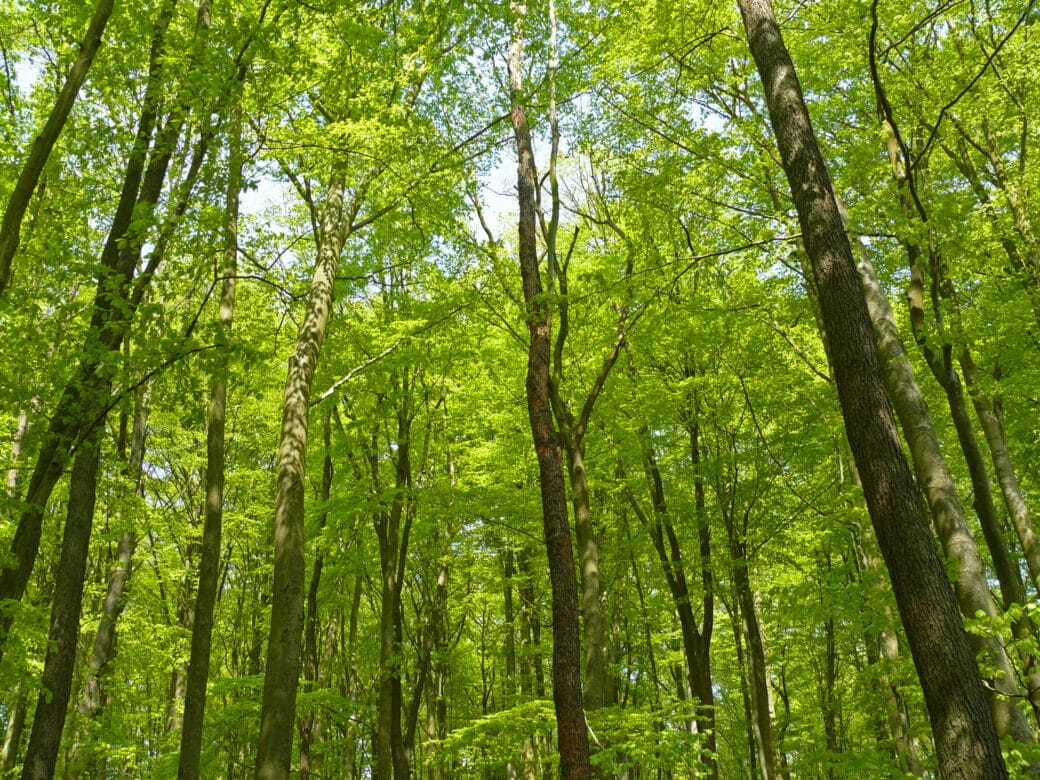 Abbildung: Das Foto zeigt einen sonnenbeschienenen Wald mit Bäumen in hellgrünem Frühlingslaub.