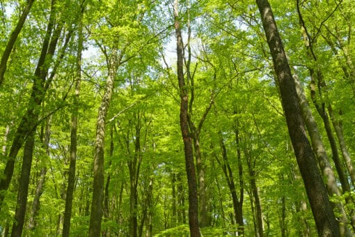 Abbildung: Das Foto zeigt einen sonnenbeschienenen Wald mit Bäumen in hellgrünem Frühlingslaub.