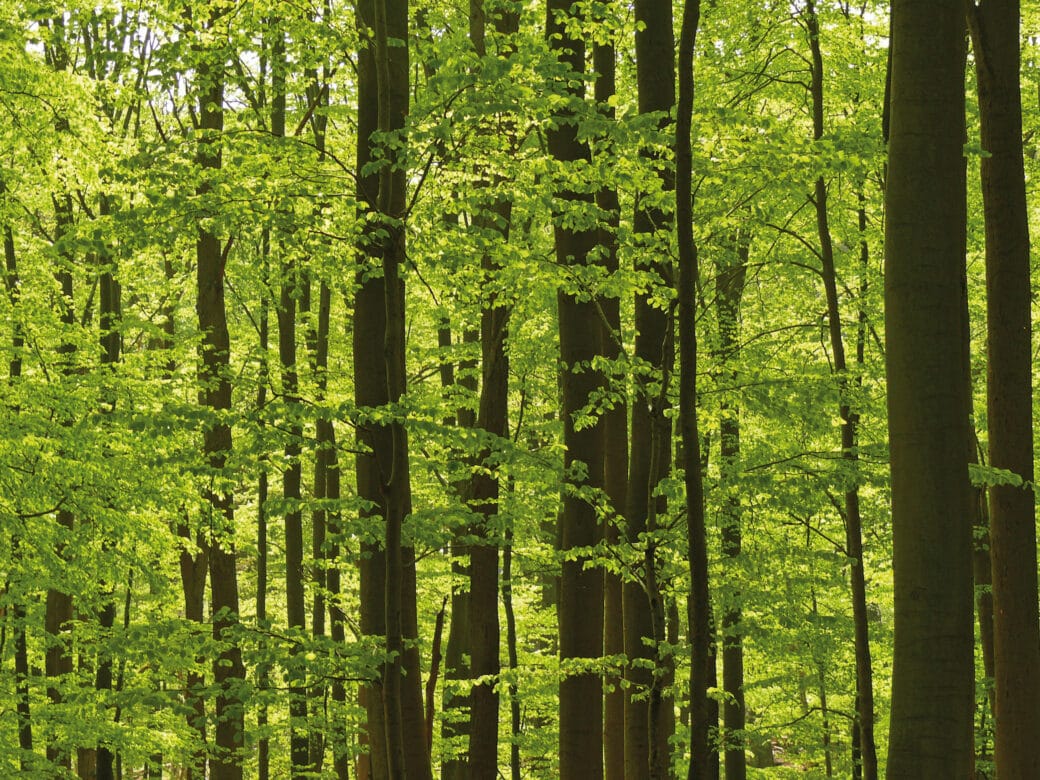 Abbildung: Das Foto zeigt einen Buchenwald mit Bäumen in leuchtend grünem Frühlingslaub.