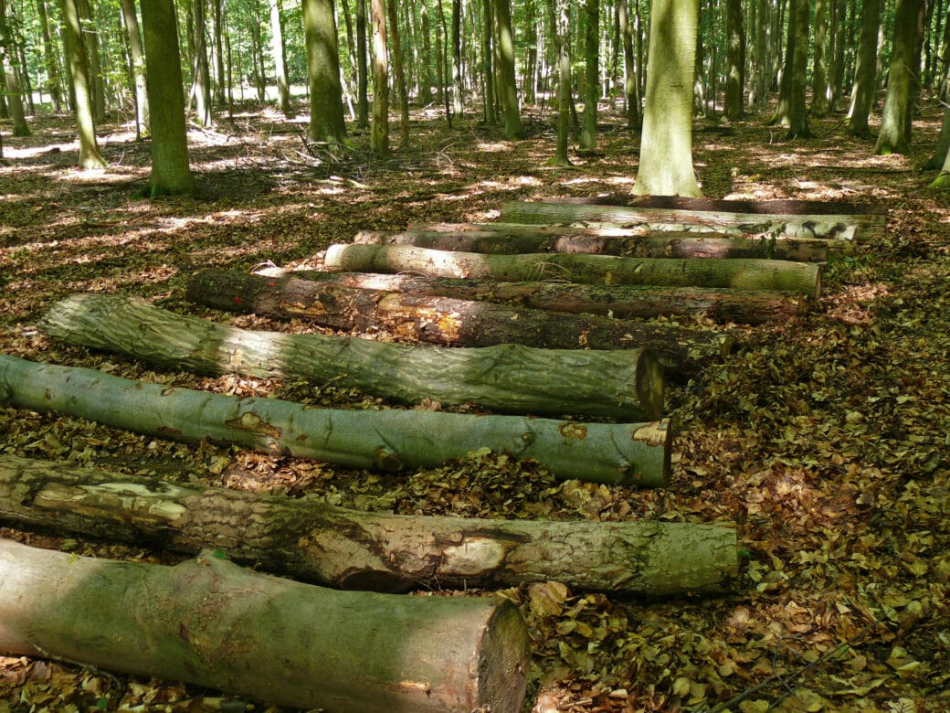 Abbildung: Das Foto zeigt eine Reihe von Totholz-Baumstämmen in einem schattigen sommerlichen Wald.
