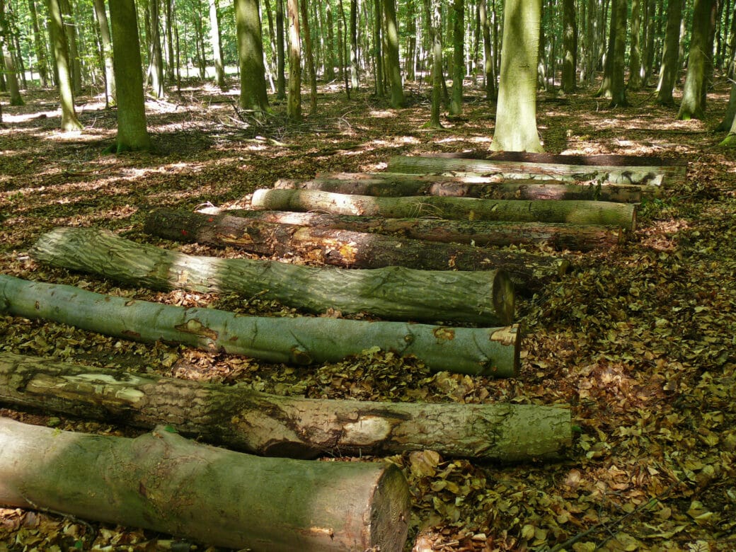 Figure: The photo shows a row of deadwood logs in a shady summer forest.