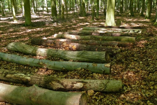 Figure: The photo shows a row of deadwood logs in a shady summer forest.