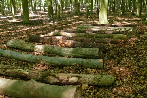 Abbildung: Das Foto zeigt eine Reihe von Totholz-Baumstämmen in einem schattigen sommerlichen Wald.